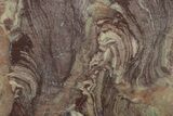 Polished, Neoproterozoic Stromatolite (Conophyton) - Morocco #276139-1